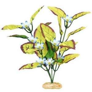  Plant Flowering Willow Leaf Small: Pet Supplies