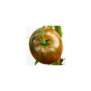  Grafted Tomato Black Krim Patio, Lawn & Garden