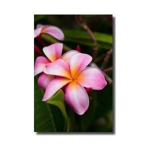  Plumeria Frangipani Maui Island Hawaii Giclee Print: Home 