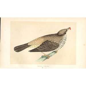  Missel Thrush British Birds 1St Ed Morris 1851