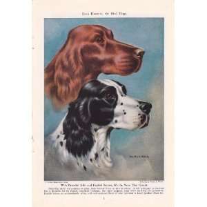   Born Hunters the Bird Dogs Walter A Weber Dog Print: Everything Else