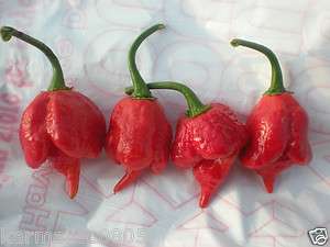 TRINIDAD SCORPION 10+ Seeds ~Hotter than Bhut Jolokia~  