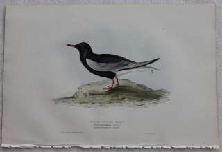 John Gould Birds Europe 1832 1837 H/C White Winged Tern  