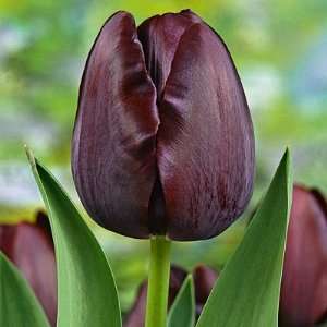  Single Late Tulip Bulbs Queen of the Night Patio, Lawn 