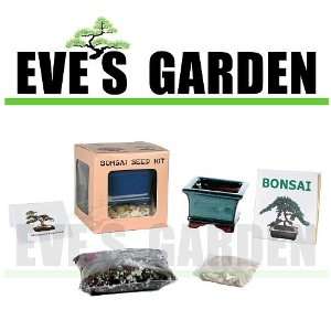 Eves Garden Gifts Bonsai Seed Kit   Miniature Elm   Complete Kit to 