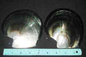 140,145 mm 2 Pcs Polish Black Pearl Sea Shell Seashell  
