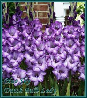 Below all my Gladioli Species, Enjoy and do not forget to read the 