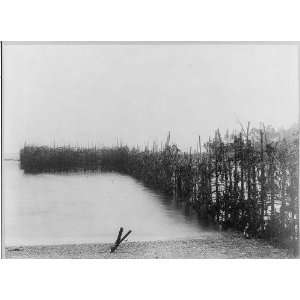 Fish weir on Pickering Island,Maine,Fishing industry,1884 1891,Joseph 