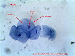 Figure 1. Human cheek epithelial cells stained with methylene blue