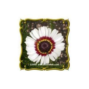   Lb   Painted Daisy   Bulk Wildflower Seeds Patio, Lawn & Garden