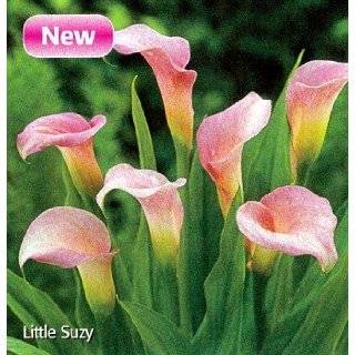  Little Suzy Calla Lily Bulb   NEW!: Explore similar items