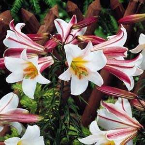    Regale Trumpet Lily Bulb   Stunning Color: Patio, Lawn & Garden