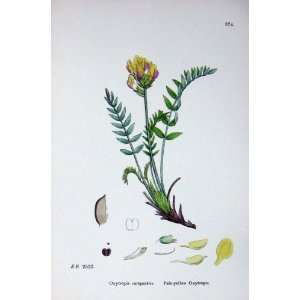  Pale Yellow Oxytropis Botany Plants C1902 Campestris