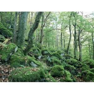 Strutta Wood, Near Ashness Bridge, Borrowdale, Lake District, Cumbria 