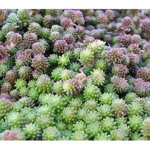   : Acre Sedum Perennial   8 Plants   Stonecrop: Patio, Lawn & Garden