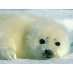  A Newborn Harp Seal Pup in a Thin White Coat Stares 