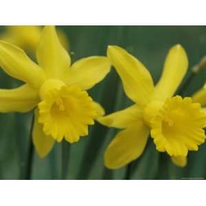  Spring Flowers, Daffodils, Early Spring, Massachusetts 