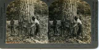 Lumberjacks Cutting Huge Tree Cascade Mountain Oregon Logging Lumber 