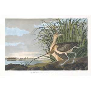  Audubons Birds of America 231 Long billed Curlew (Limited 