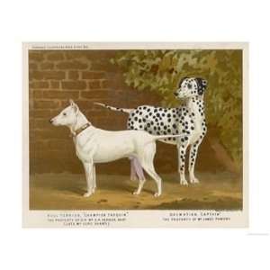  Dalmatian and a Bull Terrier Stand Side by Side Gazing at Something 