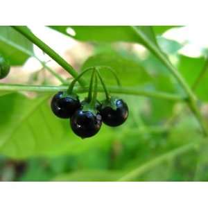   Medicinal Herb 100+ Qty pack Solanum nigrum Patio, Lawn & Garden