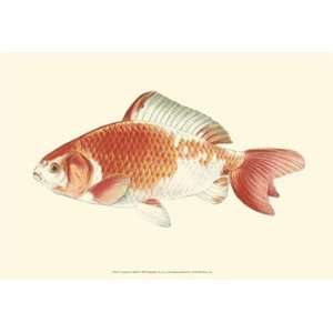  Common Goldfish   Poster by S. Matsubara (19x13)