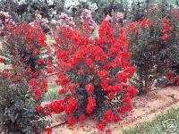 Lagerstroemia Dynamite HARDY RED CRAPE MYRTLE Seeds  