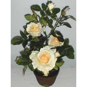  20 Potted Yellow Rose