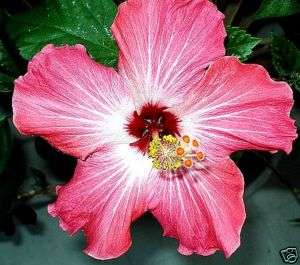 Rare plant Tropical Pink Hibiscus (1) 14 18 inch Plant  