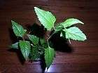   SEEDS  5 Mexican DREAM HERB Seed Pods   Lucid Dreaming Plant