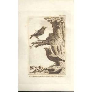  The Crested Manakin 1812 Buffon Birds Plate 106: Home 