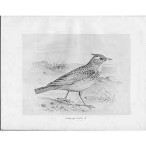  Birds Frohawk Drawings Antique Print Crested Lark