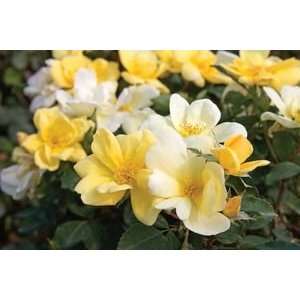  Sunny Knock Out Rose (Rosa Radsunny): Patio, Lawn 