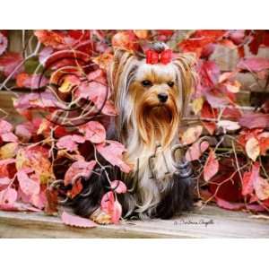  Yorkshire Terrier Yorkie Mouse Pad: Office Products