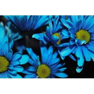  Blue Daisies Flower Photograph