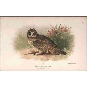  Reprint Short eared Owl 1891 97: Home & Kitchen