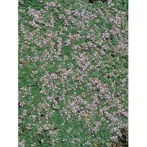  Elf Thyme Plant   Thymus minus   Smallest Thyme in the 