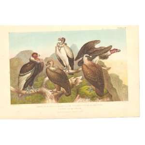  Goldsmith H/C 1859 Birds Vultures Condor
