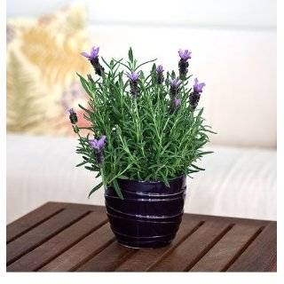 Aromatic Lavender Plant in Purple Ceramic Container   Ships Via 2 day 
