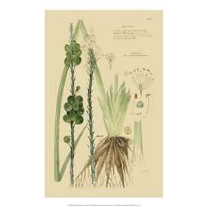 Descubes Ornamental Grasses VI by Unknown 14x21 