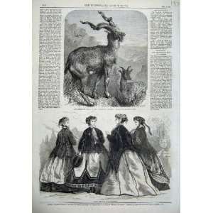   Fashion 1866 Markhore Goat Zoological Regent Park