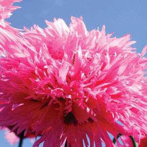 FLUFFY PINK PEONY POPPY 50 SEED FINELY FRINGED HOT PINK  