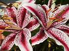Lily Bulbs ★ Dizzy ★ Lilium Oriental Hybrid Dizzy ★ Fantastic 