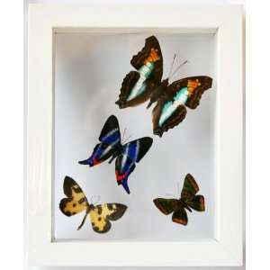  Four Framed Butterflies Mounted in Black Display 