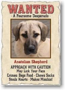Anatolian Shepherd   Dog Wanted Poster Refrigerator Magnet Sign 