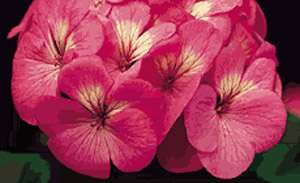 Geranium Zonal Pinto Series Pink Seeds  