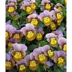  Viola, Skippy Plum Gold 12 plants Patio, Lawn & Garden