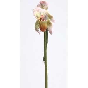 Ladyslipper Orchid Stem Flitty Grocery & Gourmet Food