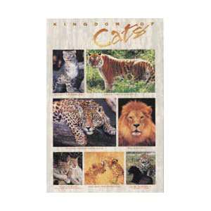   Posters Kingdom Of Cats   Lions Tigers Leopards Poster   86x61cm