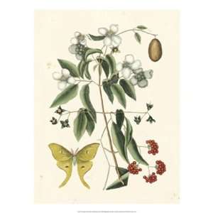  Catesby Butterfly and Botanical III by Mark Catesby 17x22 
